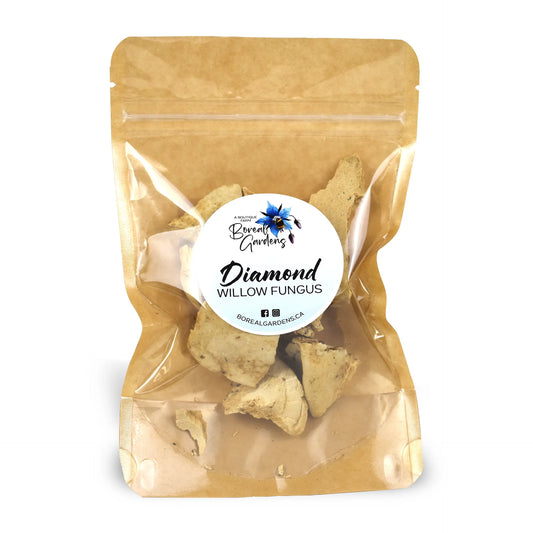 Diamond Willow Fungus